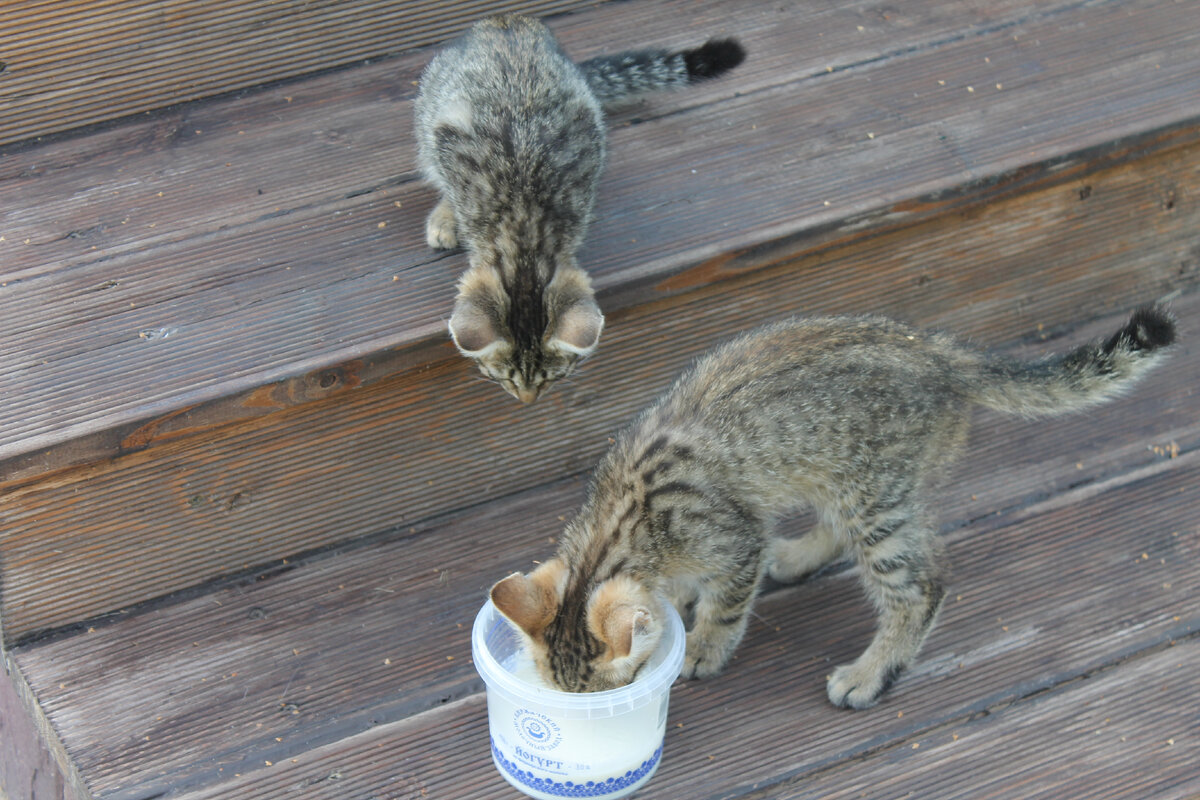 дикие котики