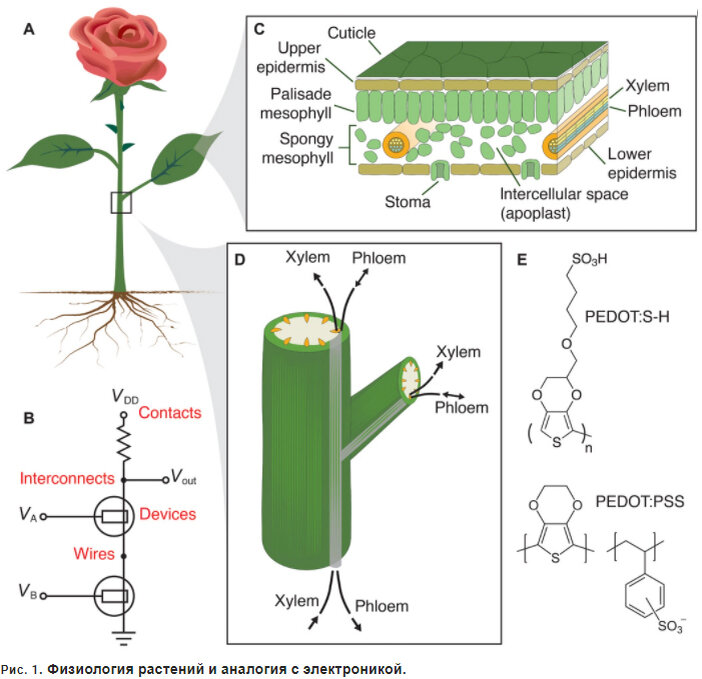 Выдержка из опубликованной статьи шведских ученых: https://www.science.org/doi/10.1126/sciadv.1501136. Правильно ли сравнивать живое растение с электроникой и пускать по нему электрический ток?