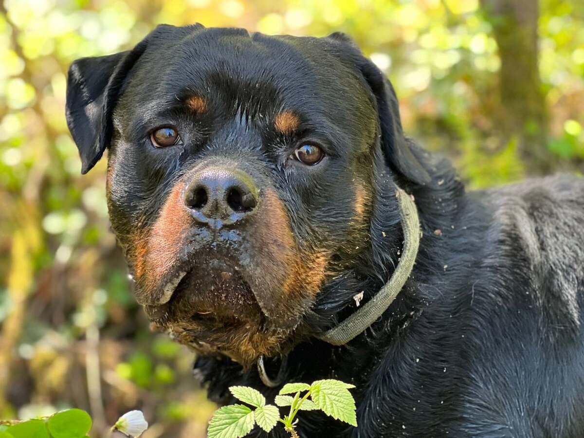 Самый ответственный член поисковой команды "Пионер".