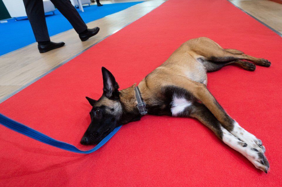     Предполагаемого живодера уже задержали и увезли в полицию. (Фото несет иллюстративный характер) Юлия ПЫХАЛОВА