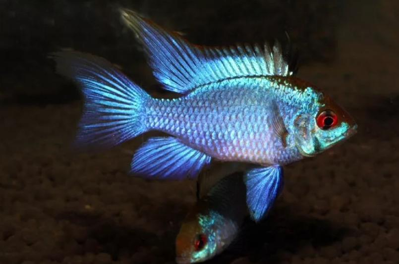 Голубая цихлида Рамирес