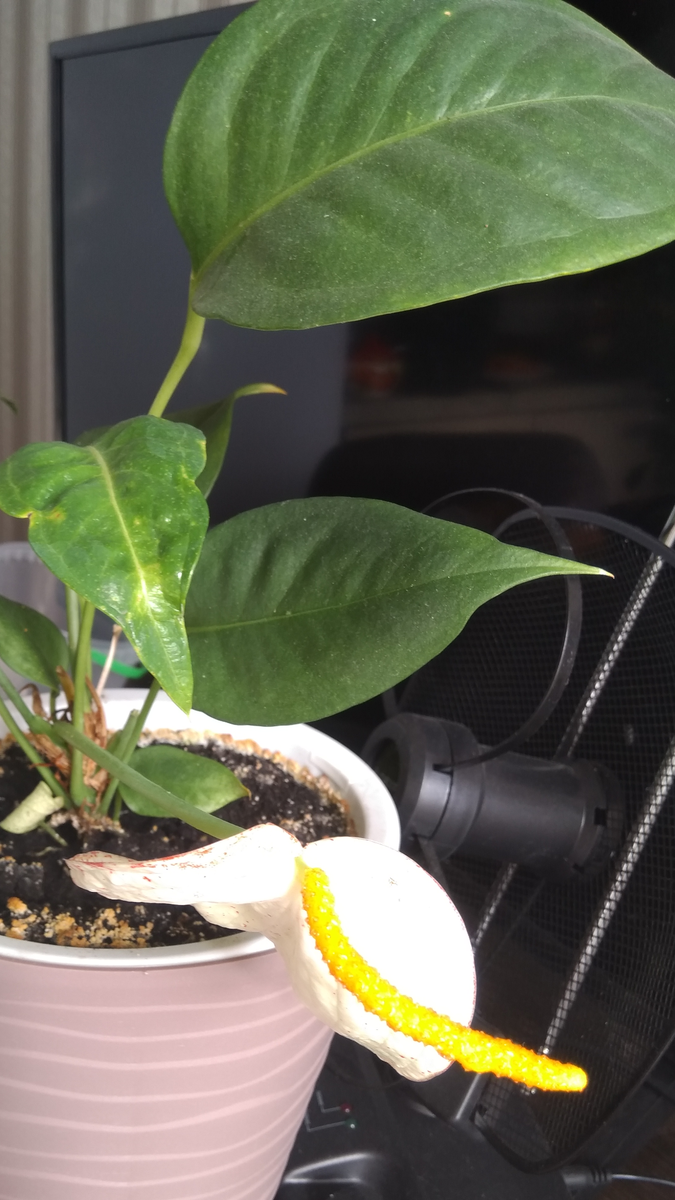 Фото автора. Антуриум с пёстрым покрывалом