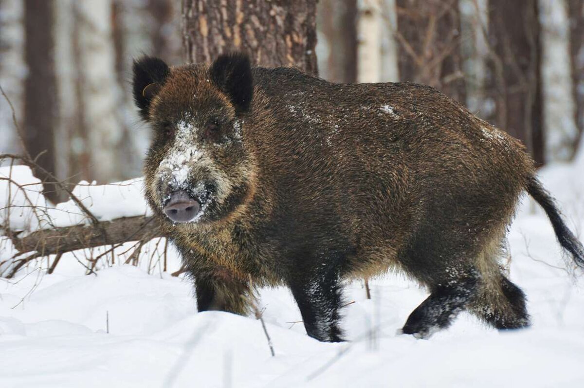 Прибайкальский национальный парк животные. Гайно дикого кабана. Спячка кабана. Секач кабан в нижегородской области. Дикие кабанчики зимой.