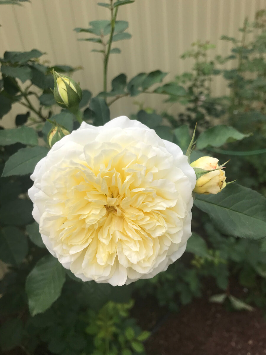 Пилигрим, до чего же хорош! И ароматный, мы очень любим ароматные розы!