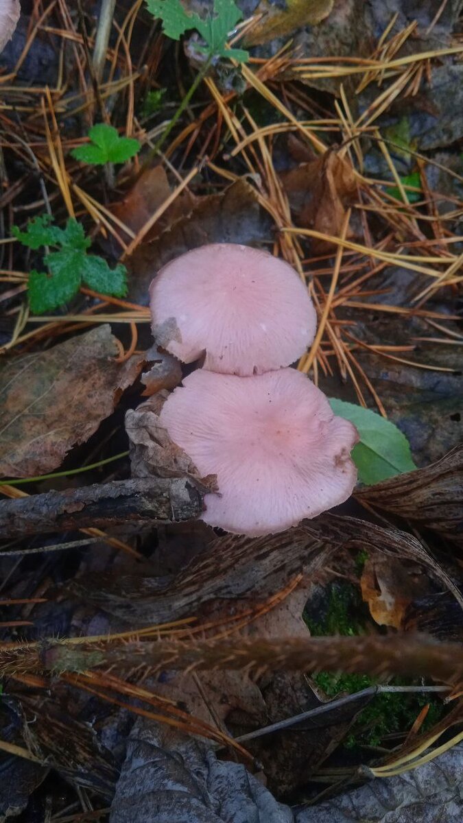 лиловые грибы