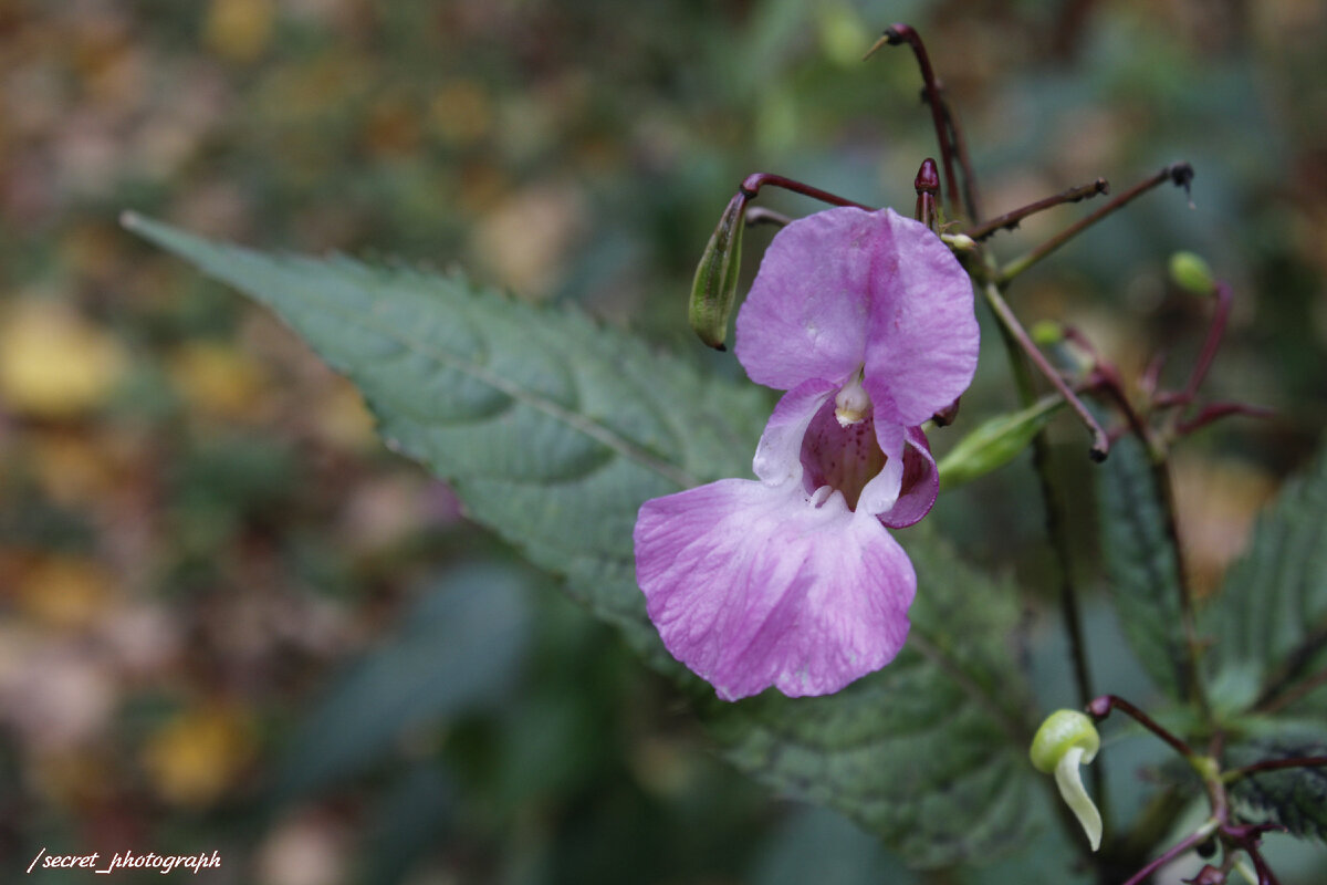 Усадьба Горенки, одно из крупнейших имений Подмосковья, жемчужина ...