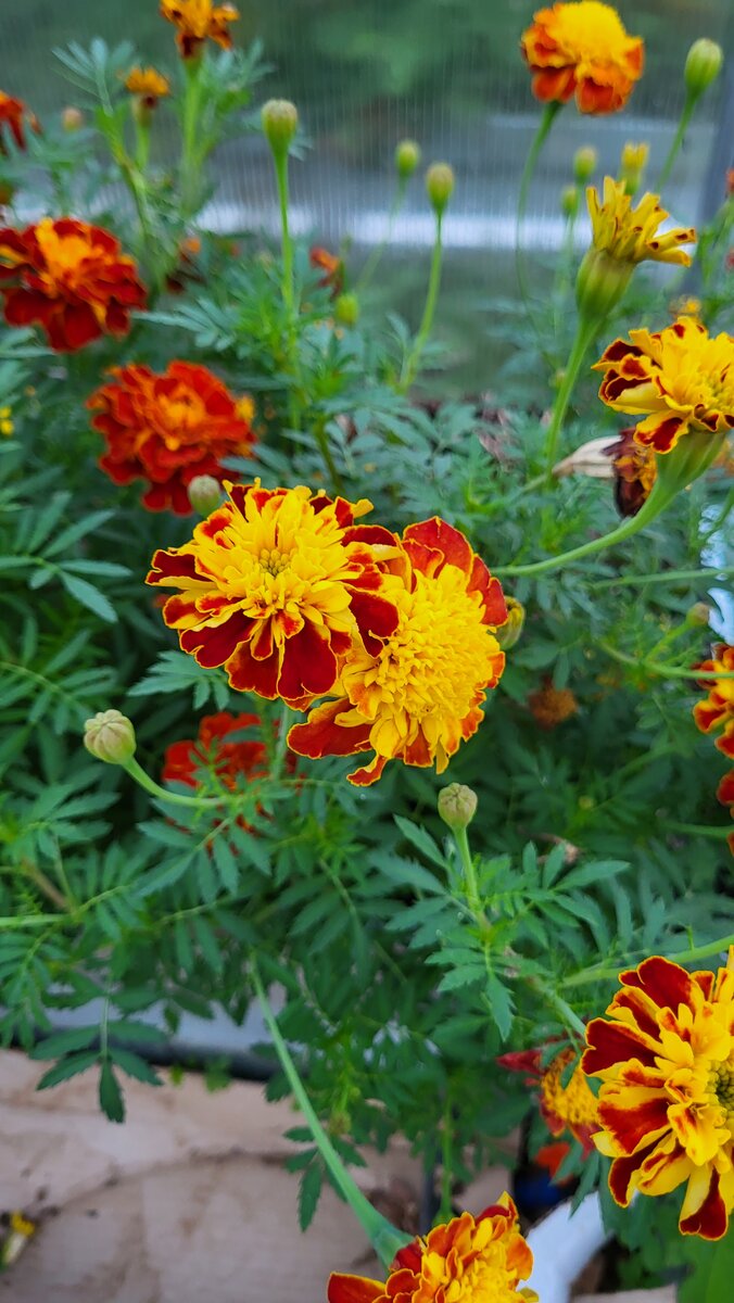 Бархатцы на грядке в теплице до сих пор цветут
