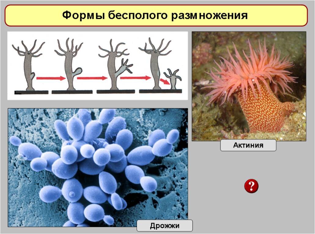 Интенсивность размножения организмов