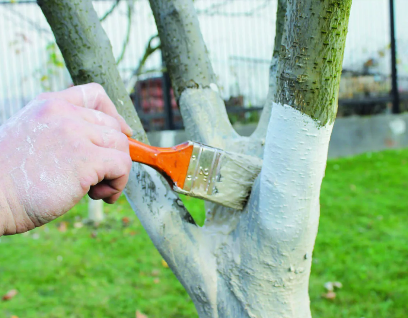 Фотография взята из источника gribyogorod.info