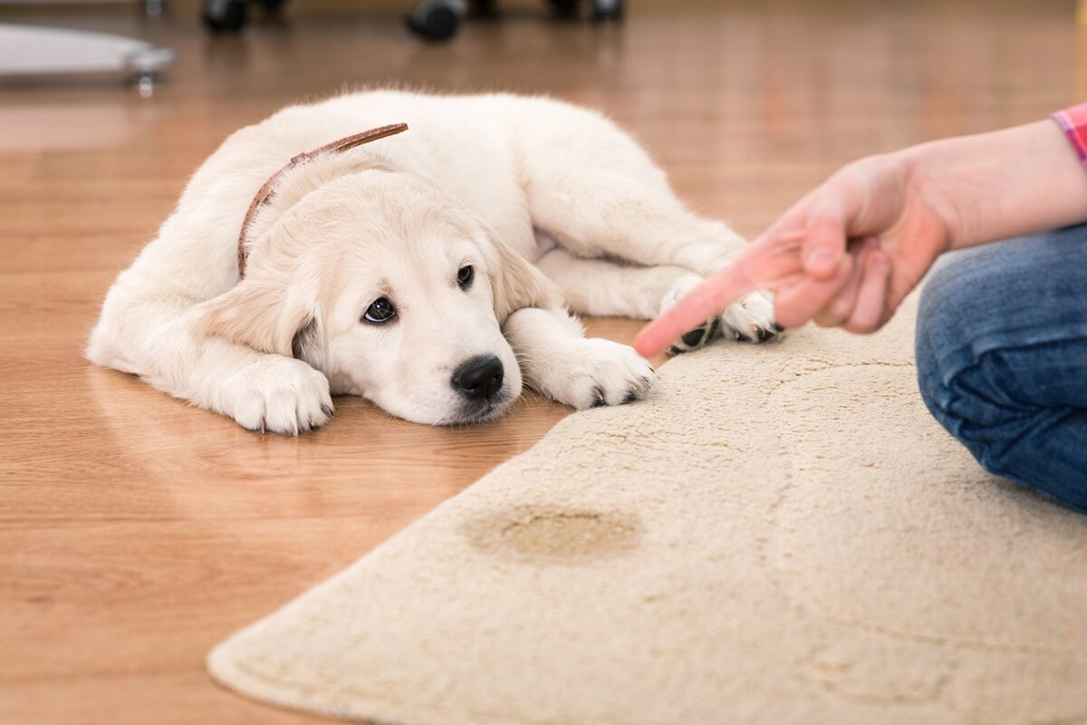 Como hacer que un cachorro haga pis en el empapador