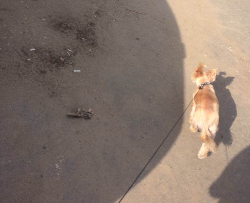 Идём с собакой в ветеринарную клинику.