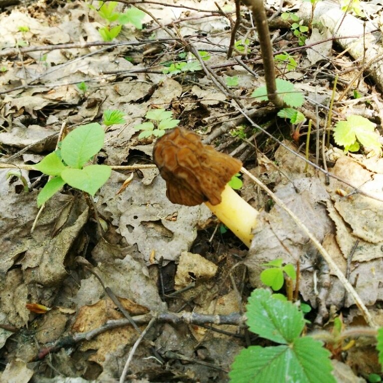 Гриб сморчок многие считают несъедобным