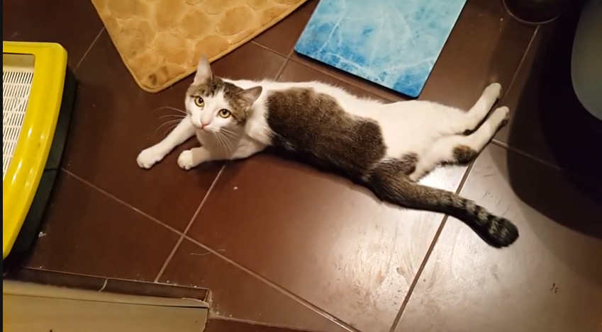 Котик Мурзик. 