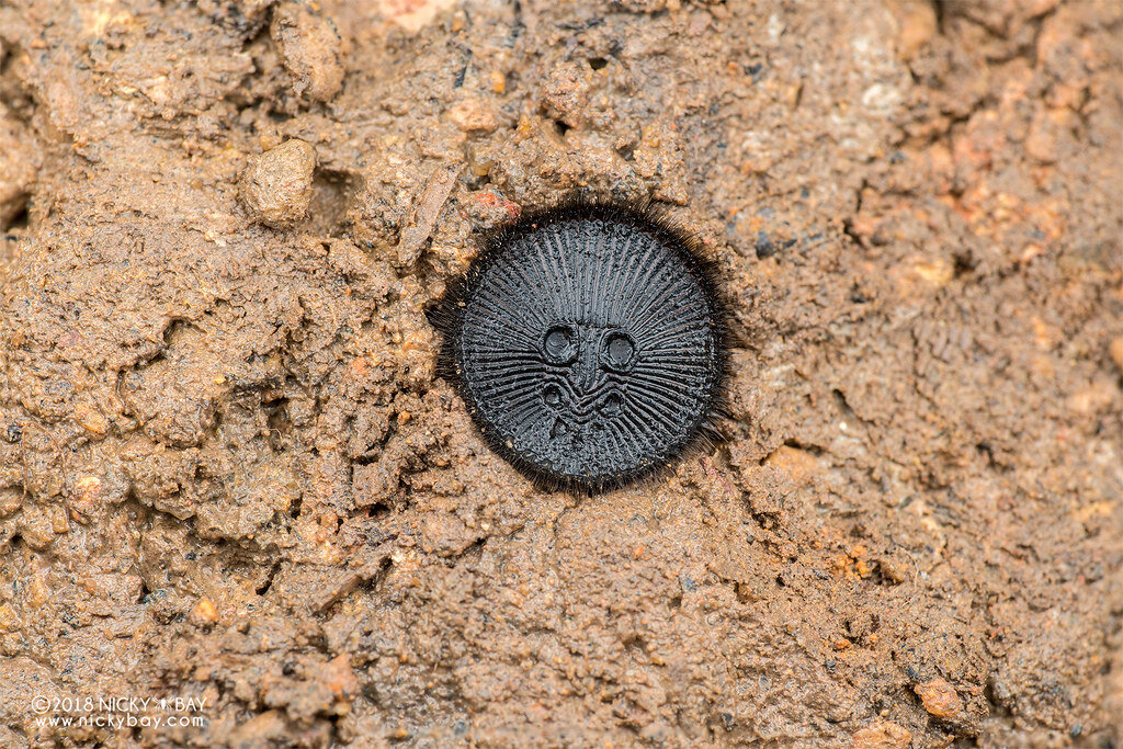 Паук зарылся с целью защиты он нападения