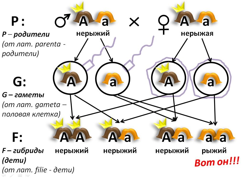 Вот таким образом у нерыжеволосых родителей может появиться рыжий ребёнок