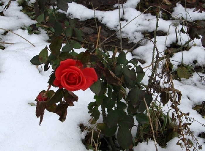 http://rosegardening.org/wp-content/uploads/2017/11/1-under-the-snow.jpg