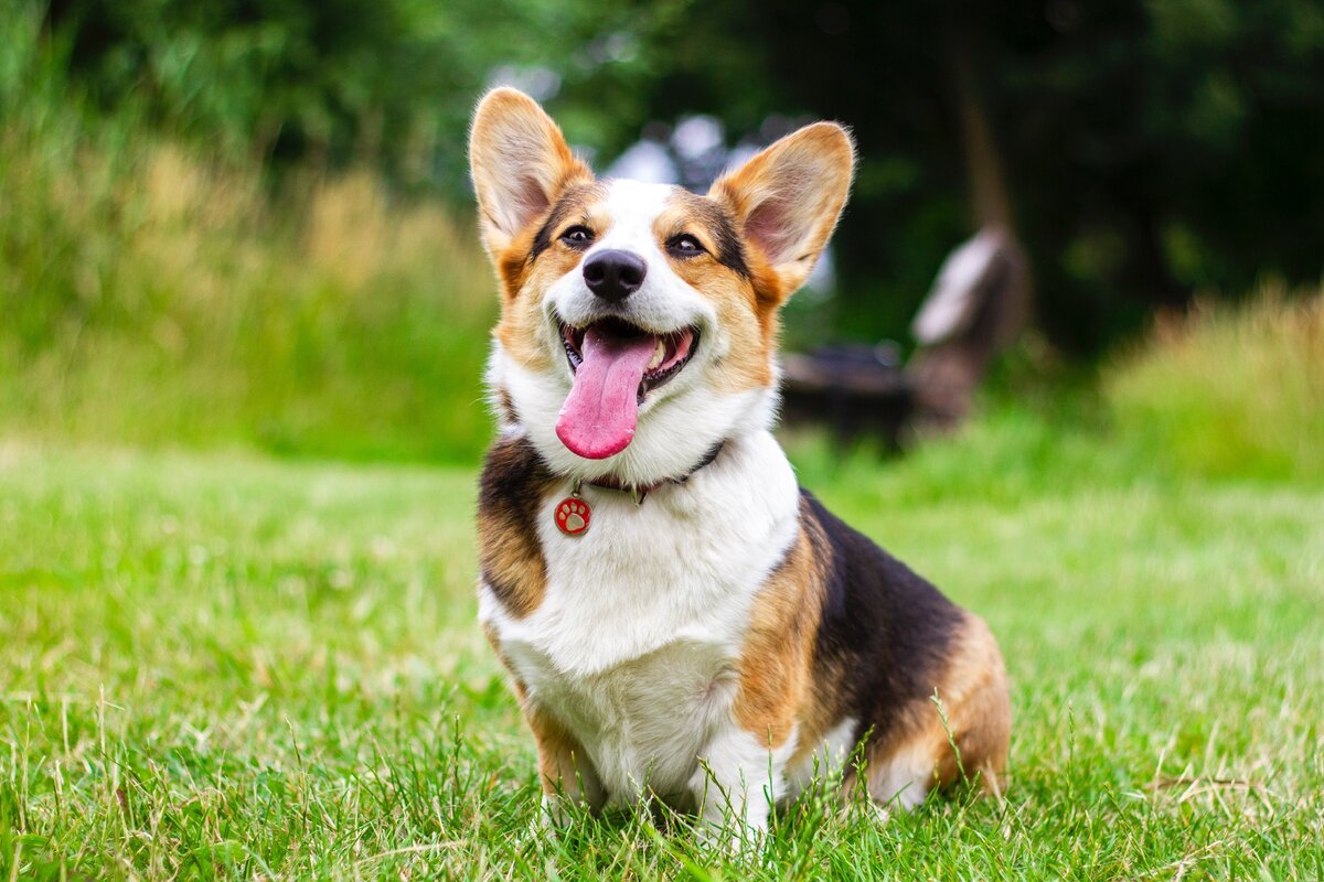 https://www.pexels.com/photo/dog-sits-on-green-grass-2737393/