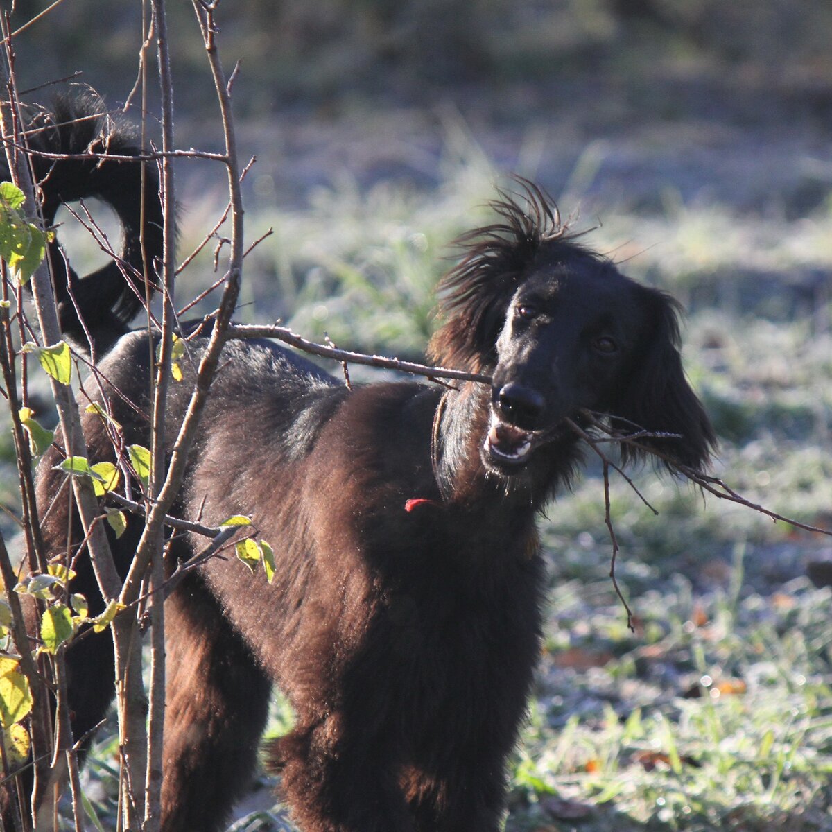 Тайган Мият в 9 месяцев