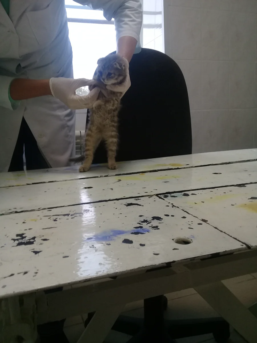 На приеме у ветеринара на станции по борьбе с болезнями у животных в очень неприглядных интерьерах. Личное фото.