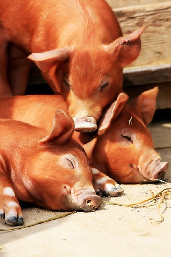 источник: Яндекс.Картинки