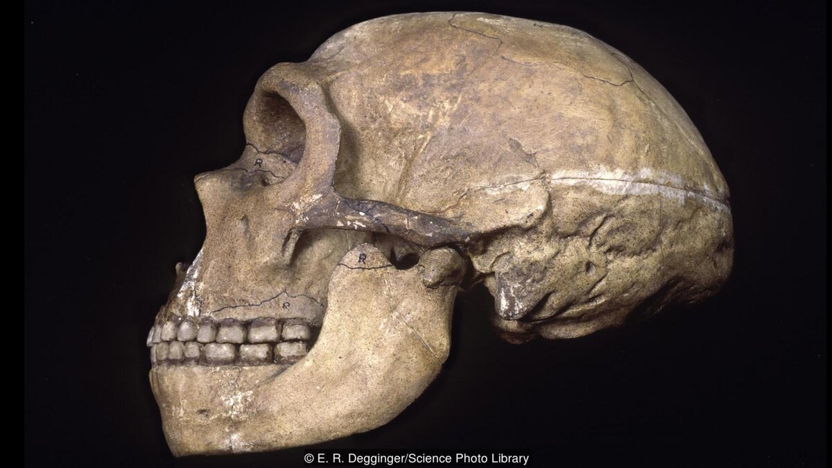 Череп неандертальца. Всем бы такие зубки!