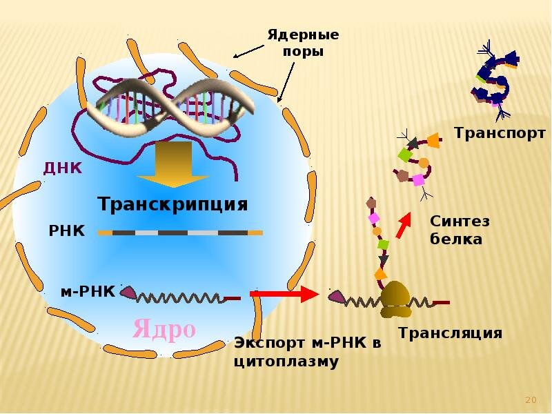 Биосинтез белка процесс транскрипции