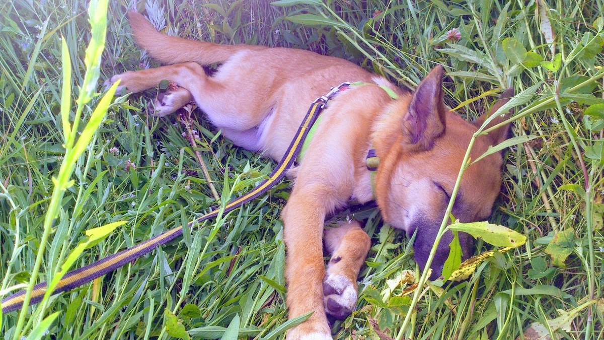 Фидель "Фрикаделька"