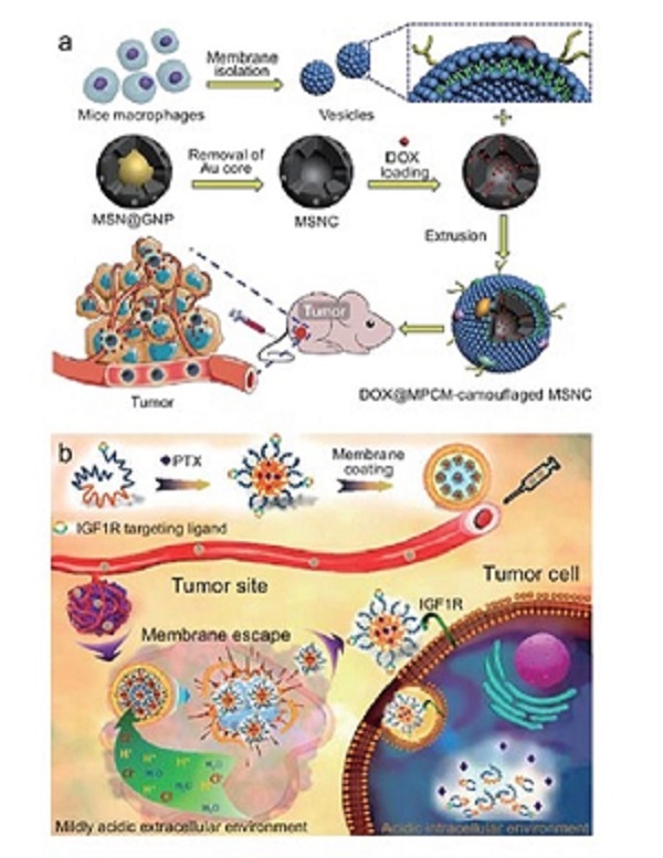 Макрофагальные мембранные наносистемы. a) Нанокапсулы мезопористого диоксида кремния с макрофагальной мембраной для доставки DOX и химиотерапии рака. b) Полимерные наночастицы, покрытые мембраной макрофагов, для доставки PTX и химиотерапии, направленной на опухоль.