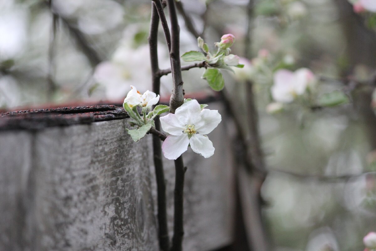 Фото моё @art_earsel 