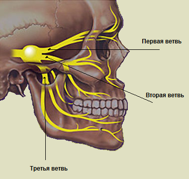 Тройничный нерв на лице фото откуда берет начало