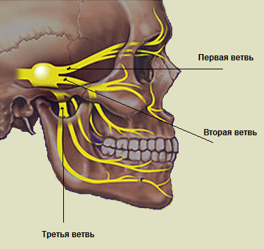 Тройничный нерв фото расположения на лице