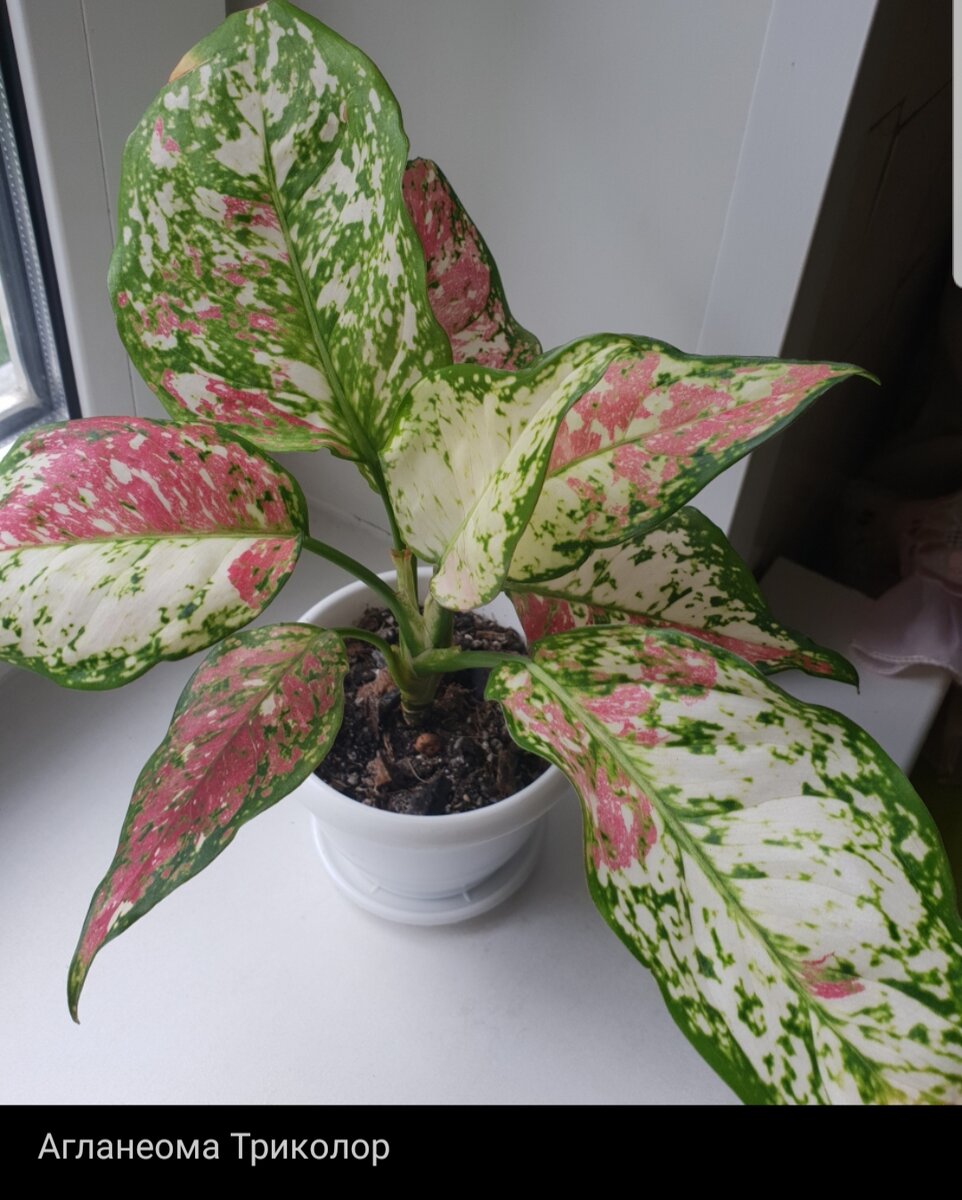 Фото из личного архива. Одна из любимых агланеом, сортовая и дорогая. 