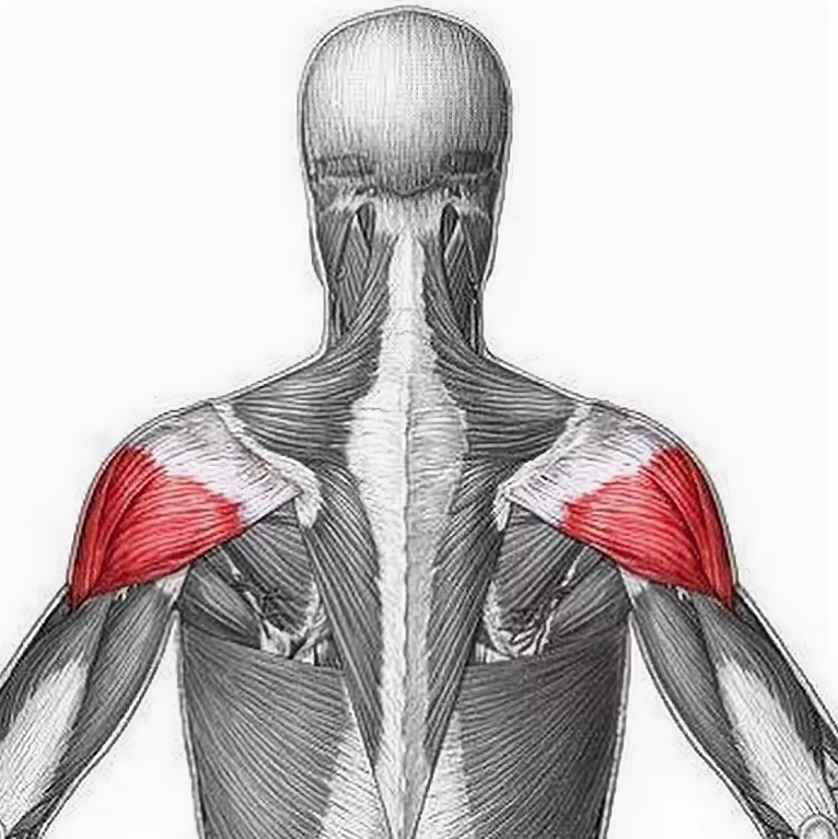 Дельтовидная мышца плеча анатомия