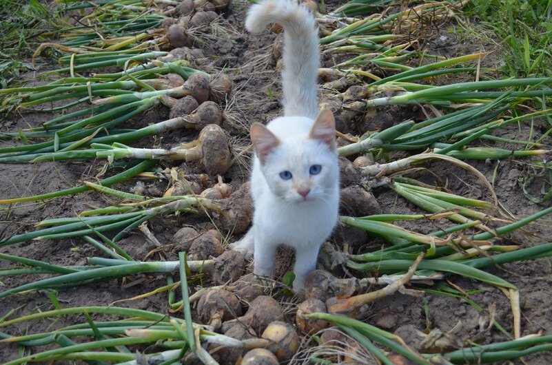 Вот такой кот у нас ловит кротов на огороде. 