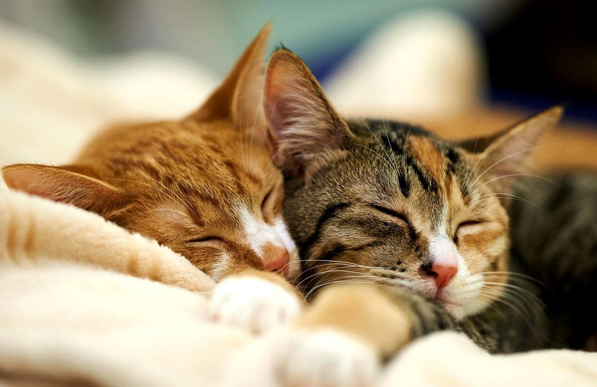 И жить хорошо, и жизнь хороша)