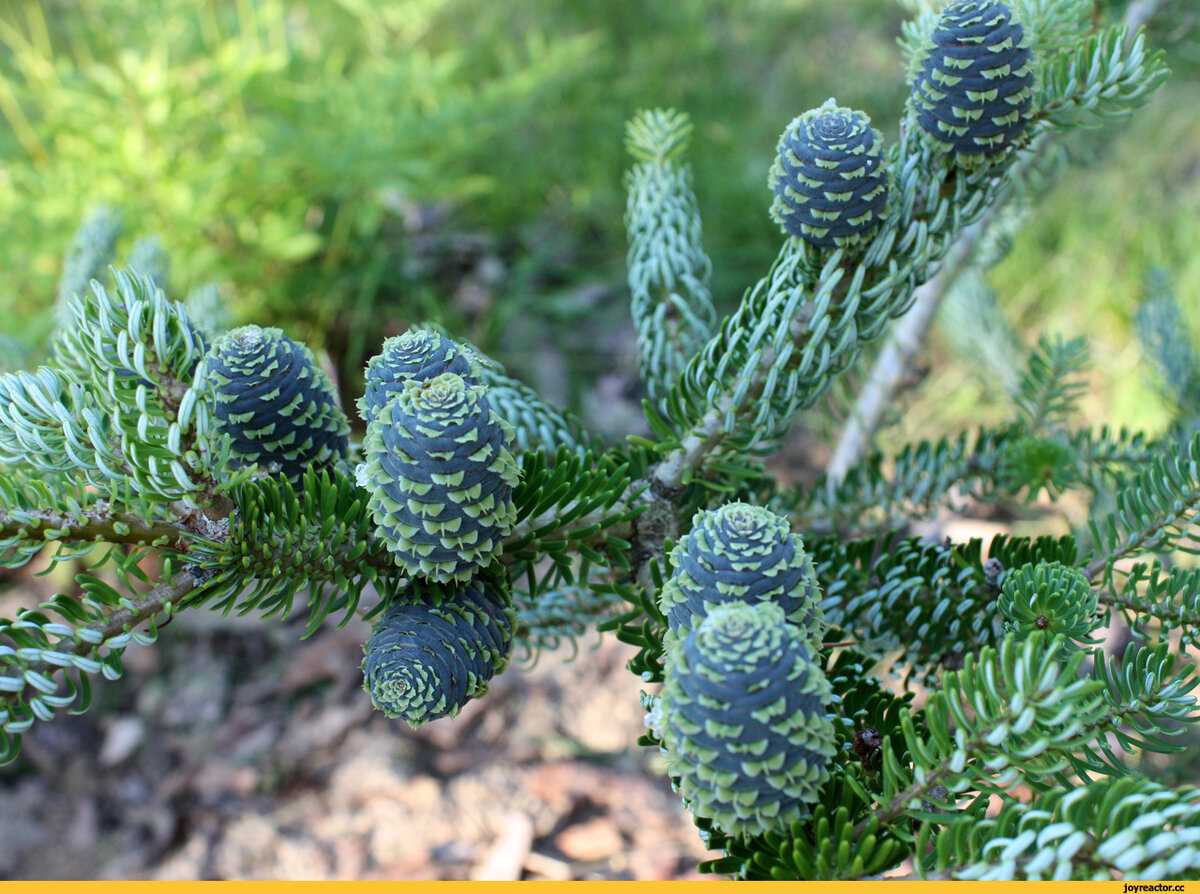 Пихта корейская (Abies koreana)