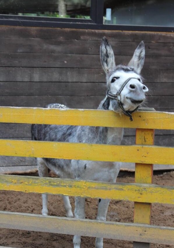 Контактный зоопарк «Радуга»