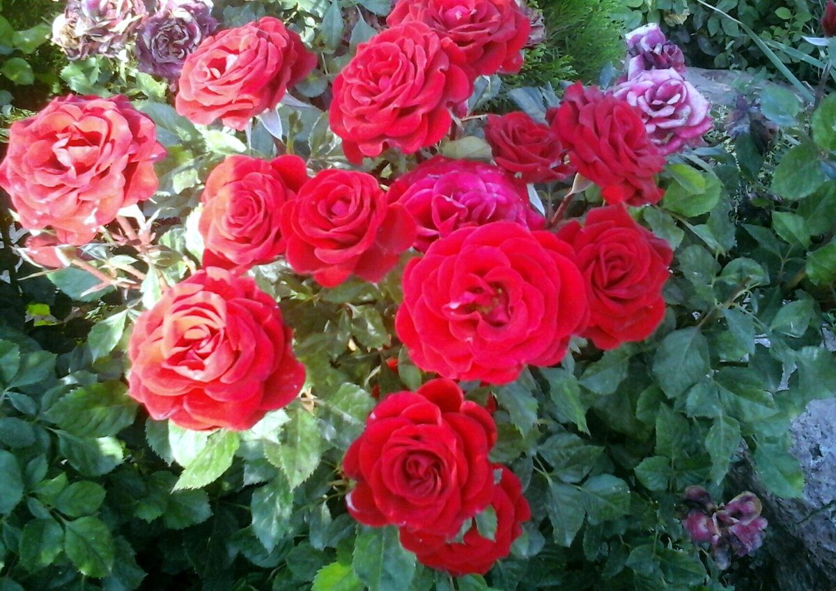 Фото Марка Хевиша