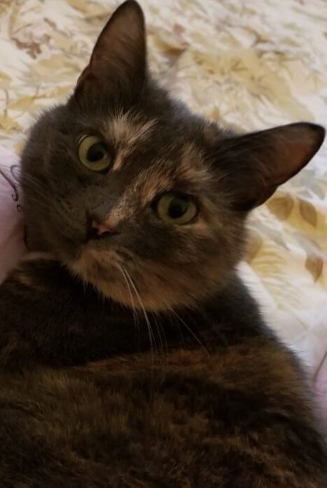 наша Венера