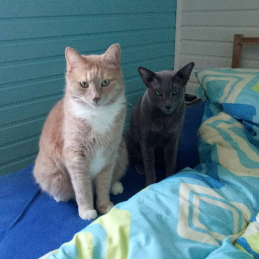 Требуют внимания с самого утра Тиша и Кира