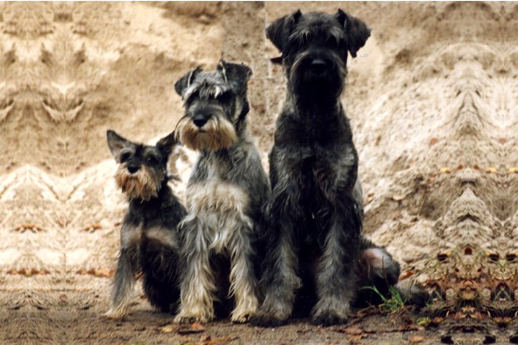 Изображение взято из открытых источников Яндекс. Картинки