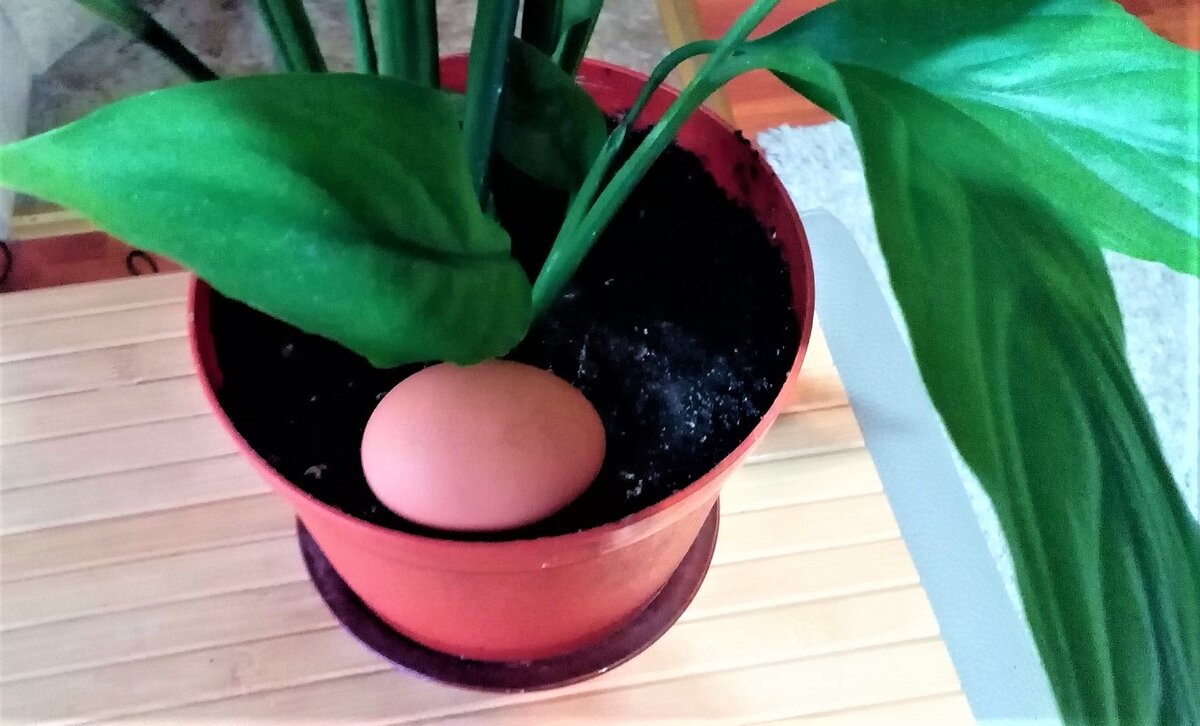 Иллюстрационное фото из архива автора