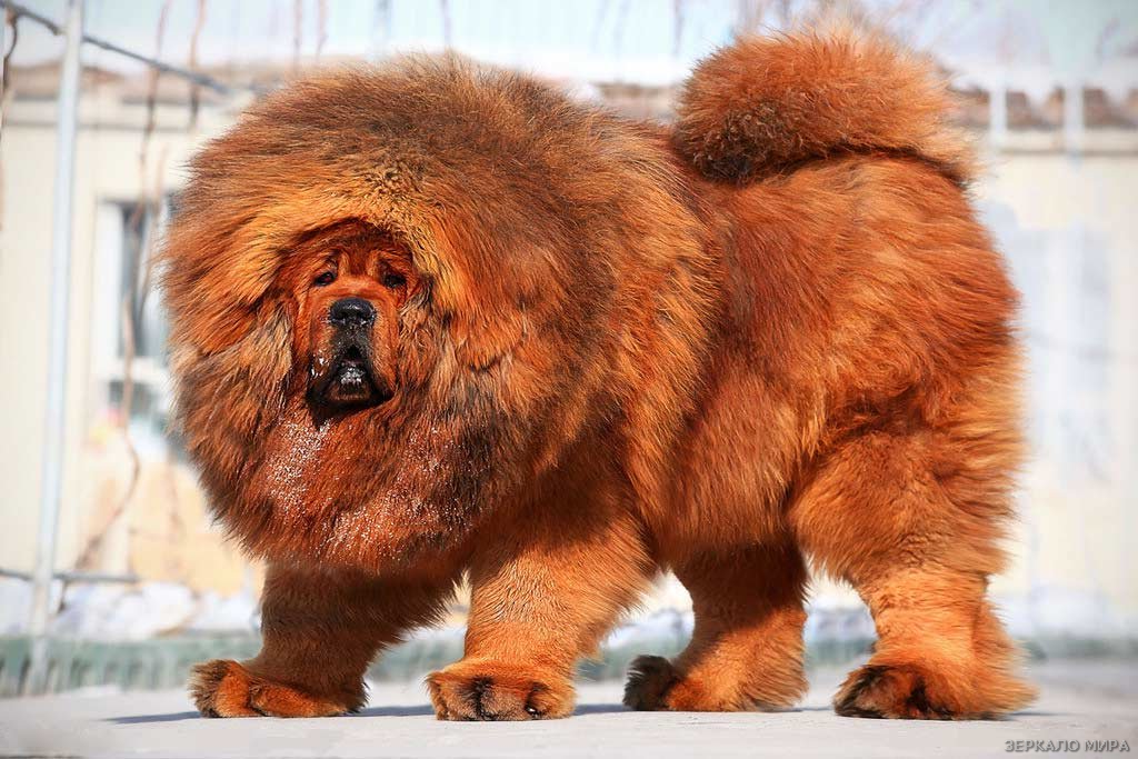 Тибетский мастиф. Источник : Яндекс картинки