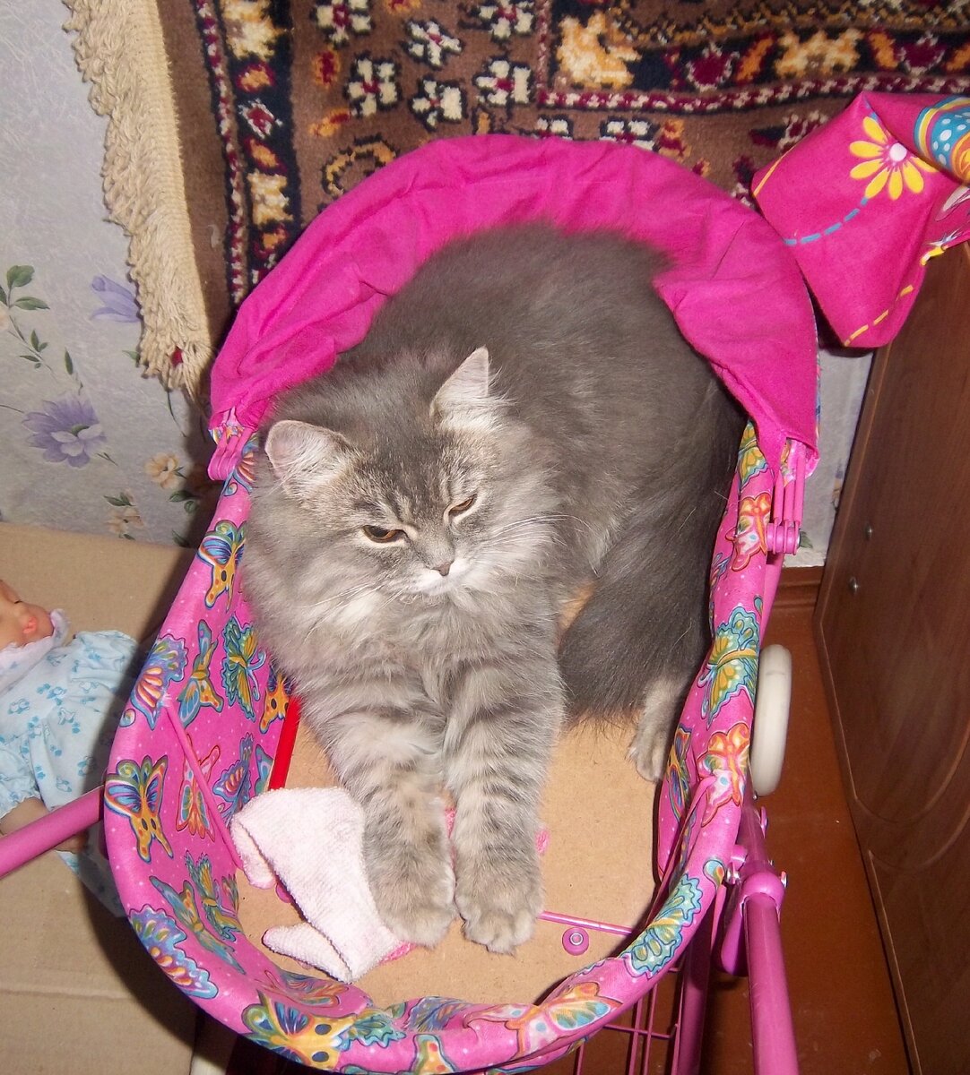 Фроська. Фото из архива Алёны Волковой