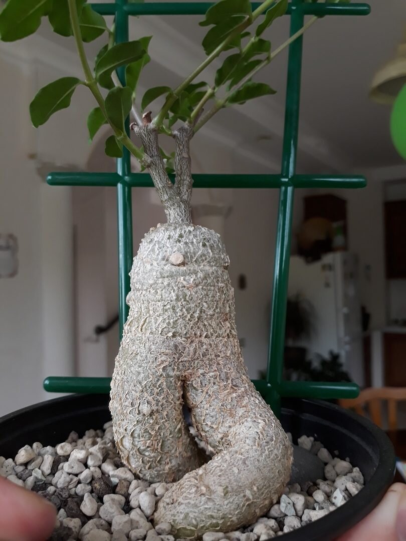 Была куплена у растениевода из Сочи. Выращено из семечка, возраст 3 года