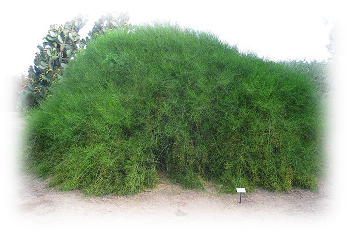 Хвойник, или эфедра (лат.  Ephedra). Фото из Википедии — свободной энциклопедии