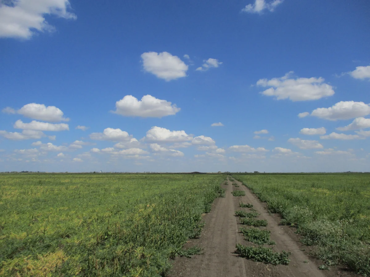 Дорога к опустевшему хутору (далее идет к селу Лебедево и поселку Пушкино)