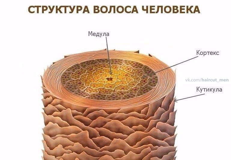 Строение волос. 

Зная, что такое волос и с чем его едят, можно решить многие проблемы, например с окрашиванием.
Приступим!

Волос состоит из 3 частей:

1. медула;
2. кутикула;
3. кортекс.

Теперь о каждой части более подробно:

1. Медула – это стержень волоса, который состоит из 2-4 слоев, не ороговевших клеток кубической формы. Медула отвечает за терморегуляцию, объем и придает силу волосам. В наше время медула у многих прерывистая или отсутствует вообще. Раньше, когда цивилизация не была так развита, волосы согревали в холодные времена и защищали от жары. Например, у индейцев медула была очень прочной.

2. Кутикула – верхний слой волоса, который состоит из 6-10 слоев, удлиненных ороговевших пластинообразных клеток, которые по типу черепицы накладываются друг на друга по направлению от корней к концам. Кутикула прежде всего обладает защитной функцией. Именно этот слой отвечает за блеск и шелковистость волоса.

3. Кортекс – центральная, самая толстая часть волоса. Именно в кортексе происходят все химические процессы: окрашивание, химическая завивка и.т.д.

Кортекс или кора в свою очередь состоит из 2-х частей:

3.1 кератин – белковое вещество, именно белок, а точнее белковые нити обеспечивают прочность волос. Волосы почти на 90% состоят кератина.

Кератин построен в виде спирали. Отдельные цепочки кератина скреплены поперечно многочисленными связями (дисульфидными мостиками), что придает им дополнительную прочность. Дисульфидные мостики играют важную роль в химической завивке и выпрямлении.

При химической завивке волосам придают необходимую форму (с помощью коклюшек) разрушая дисульфидные мостики, а затем волосы подсушивают феном, при этом образуются новые мостики, которые фиксируются, что позволяет сохранить новую форму прически на длительное время.

Правда, в результате химической обработки волоса: окрашивания, блондирования, химической завивки и т.п., количество кератина резко снижается, что может привести к различного рода проблемам.

3.2 меланин – натуральный пигмент волоса, он содержит два пигмента:

а) эу–меланин,
б) фео–меланин,
помимо этого в волосе присутствуют мельчайшие пузырьки воздуха.

Цвет волос зависит от количества того или иного пигмента, а также от количества воздуха, который «разбавляет» пигмент.

Чем больше эу–меланина в волосах, тем темнее цвет волос и, наоборот, в светлых волосах эу–меланин практически отсутствует, на его месте преобладают пузырьки воздуха.

Например, седые волосы вместо пигмента содержат молекулы кислорода, поэтому их тяжелее прокрасить, чем другие волосы.

Если рассмотреть молекулы эу–меланина под микроскопом, мы увидим три основных цвета: синий, красный, желтый.

Когда мы осветляем волосы, в первую очередь растворяются синие молекулы, они отвечают за глубину и холодность тона. Это самые слабые молекулы. Именно пепельные оттенки быстрее всех вымываются из волоса, так как в основе содержат синий пигмент.

Красные молекулы отвечают за яркость и насыщенность цвета.
Желтые – самые устойчивые, осветляются плохо, отвечают за яркость цвета.

Фео–меланин, молекула маленького размера, округлой формы желтого и красного цвета. Фео–меланин рассеянный пигмент, более мелкий, он отвечает за фон осветления. Фону осветления будет посвящена целая статья.

Молекулу фео–меланина мы не разрушаем, а осветляем до определенного уровня и проводим нейтрализацию нежелательных оттенков. Если мы разрушим фео-меланин, то разрушим структуру волоса.

На самом деле строение волос более сложное, чем мы можем представить, мы и дальше будем рассматривать волосы, но под разными углами, в зависимости от темы.