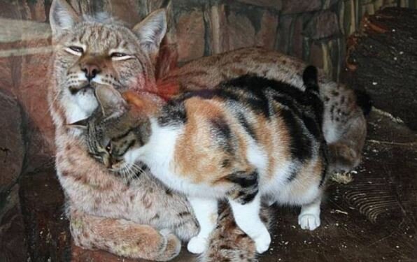 Источник: vk.com/spbzoopark