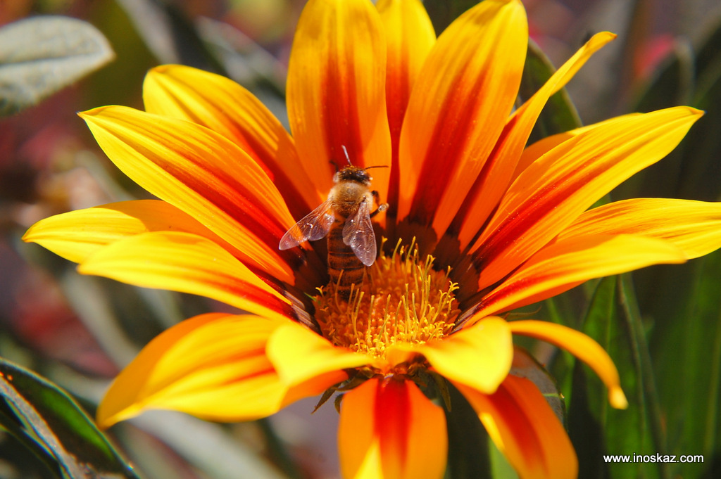 Пчёлка и цветы